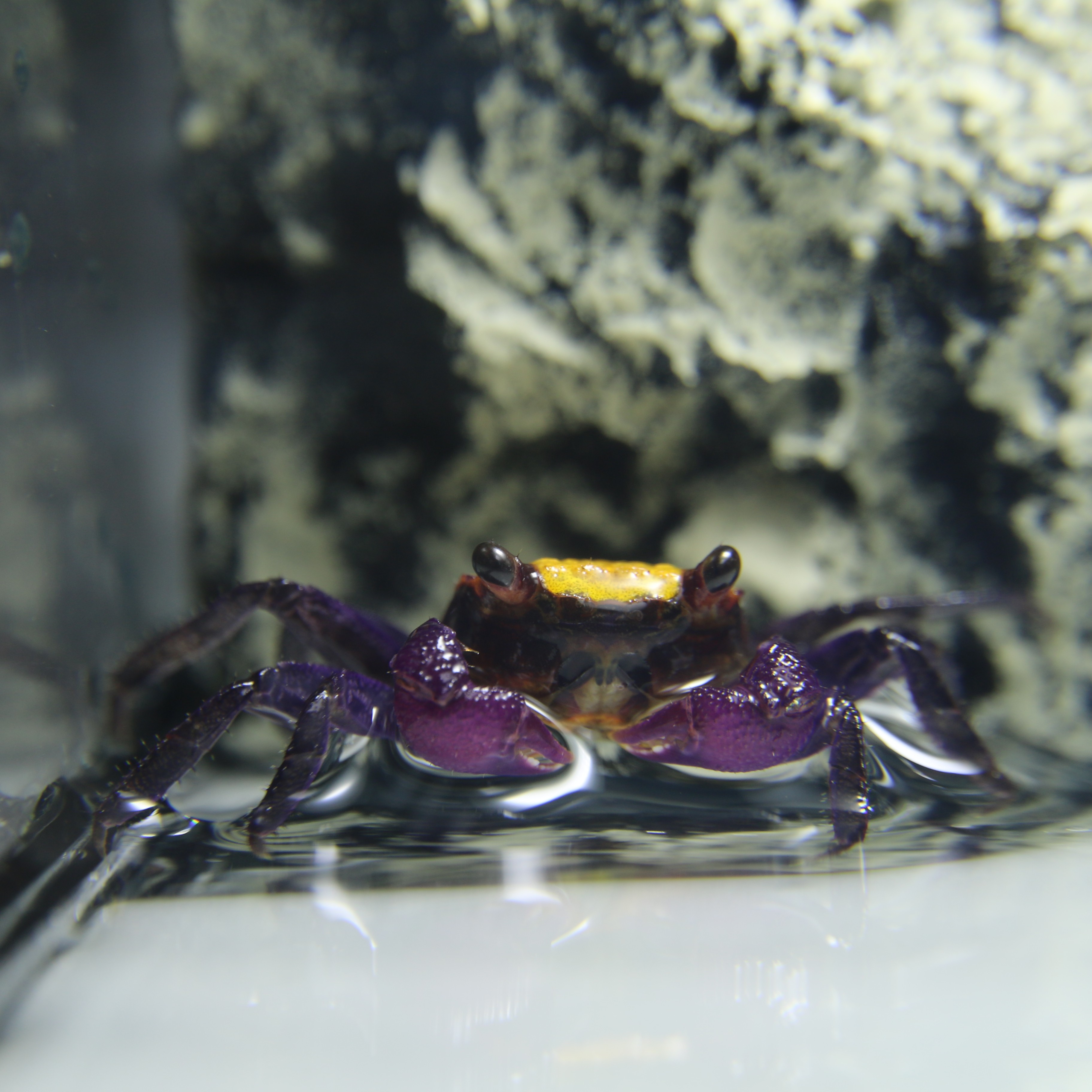 Geosesarma sp.sunshine  Vampierkrab